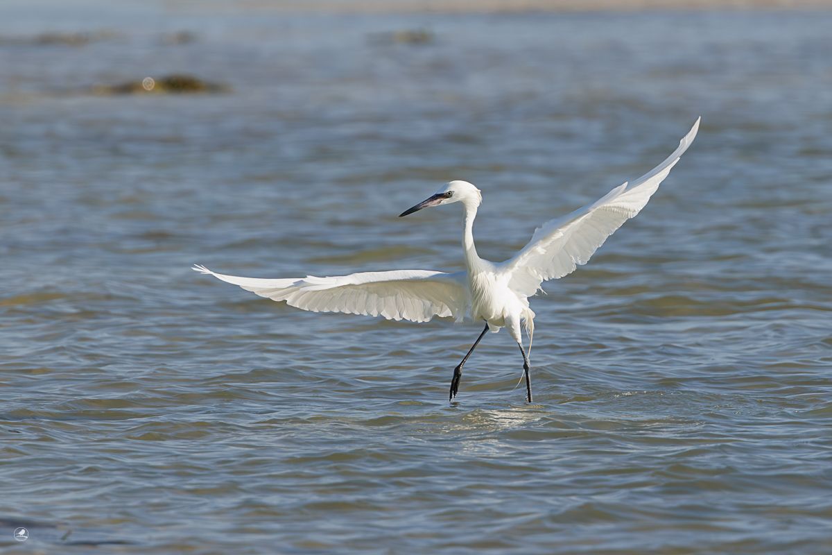 Dansehegre/ Reddish Egret,  ren hvit fargevariant (morf)