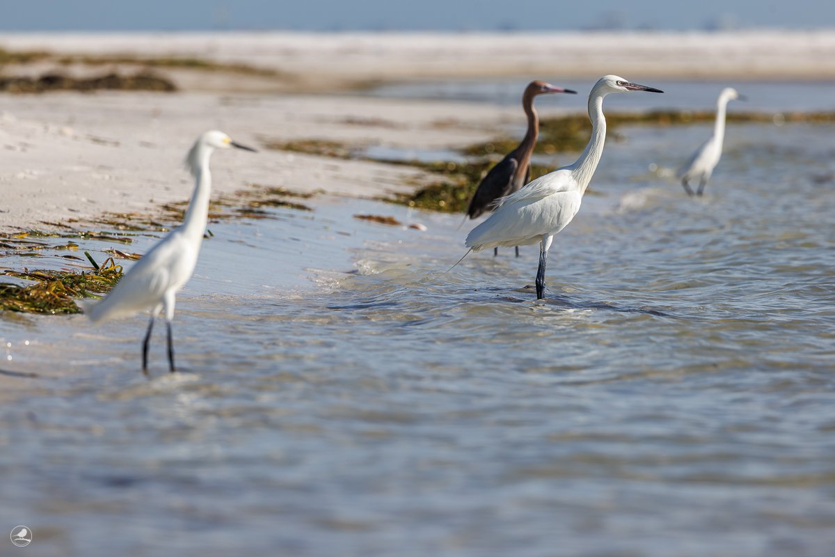 Dansehegre/ Reddish Egret