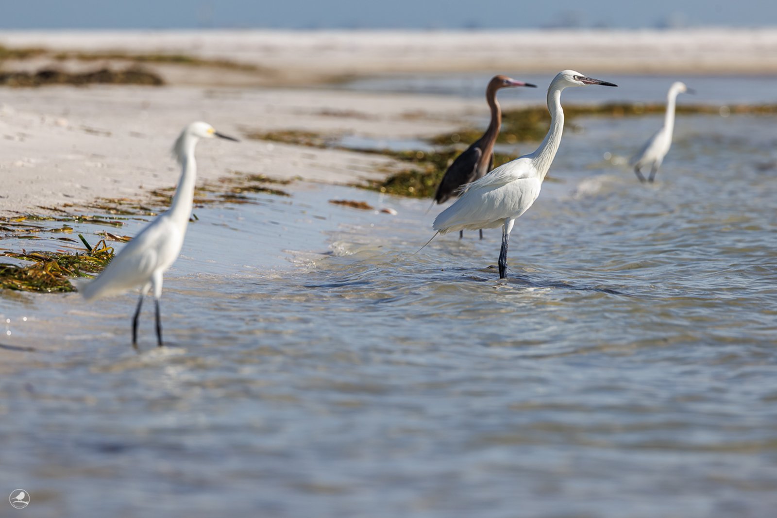 Dansehegre/ Reddish Egret