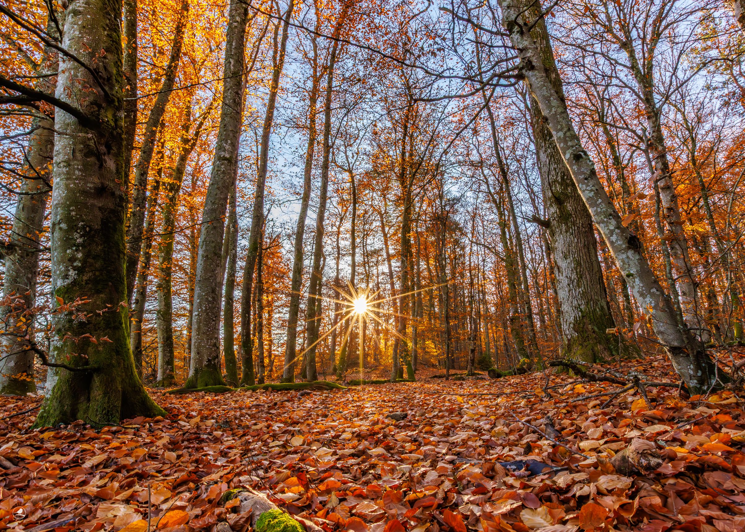 Kajalunden naturreservat