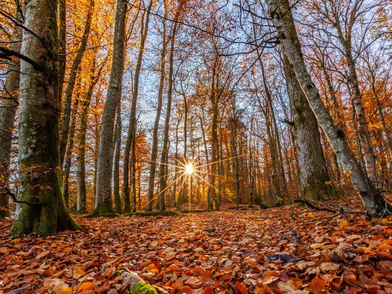 Kajalunden naturreservat