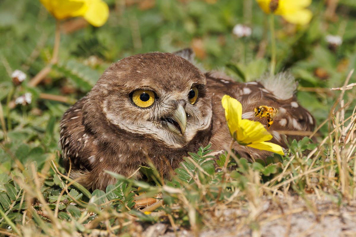 Gravugle/ Burrowing Owl, Pelican Baseball Complex, Cape Coral, Florida, Usa