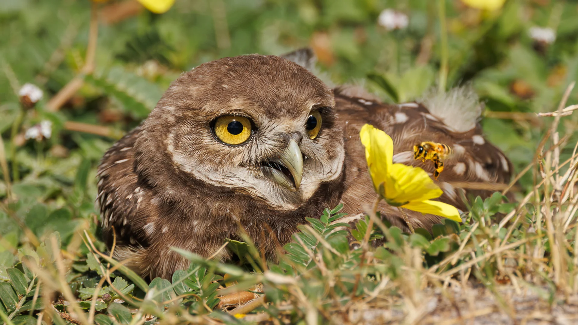 Gravugle/ Burrowing Owl, Pelican Baseball Complex, Cape Coral, Florida, Usa