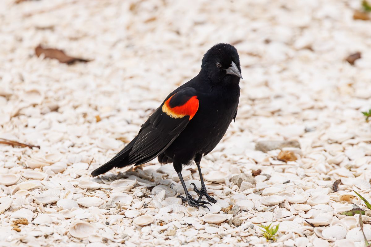 Rødvingetrupial/ Red-winged blackbird