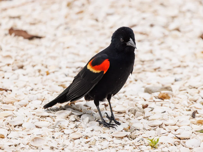 Rødvingetrupial/ Red-winged blackbird