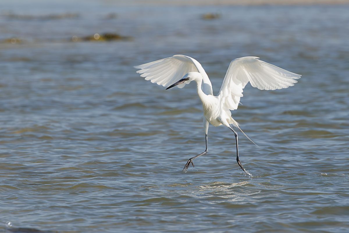 Dansehegre/ Reddish Egret,  ren hvit fargevariant (morf)