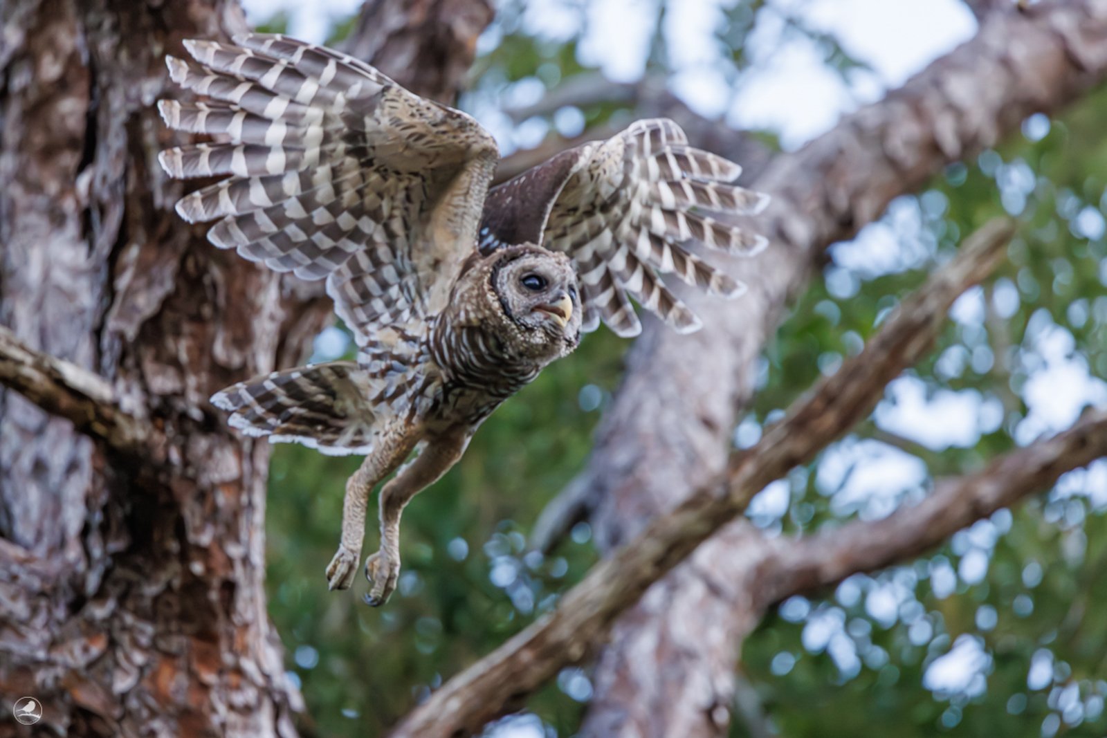 Høvdingugle/ Barred Owl