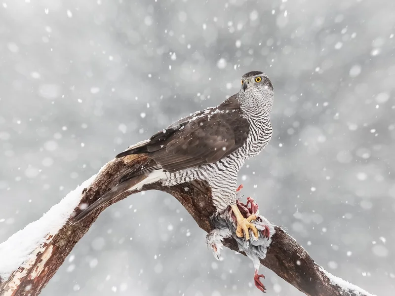Hønsehauk/ Northern Goshawk