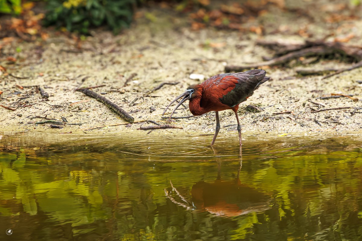 Bronseibris / Glossy Ibris