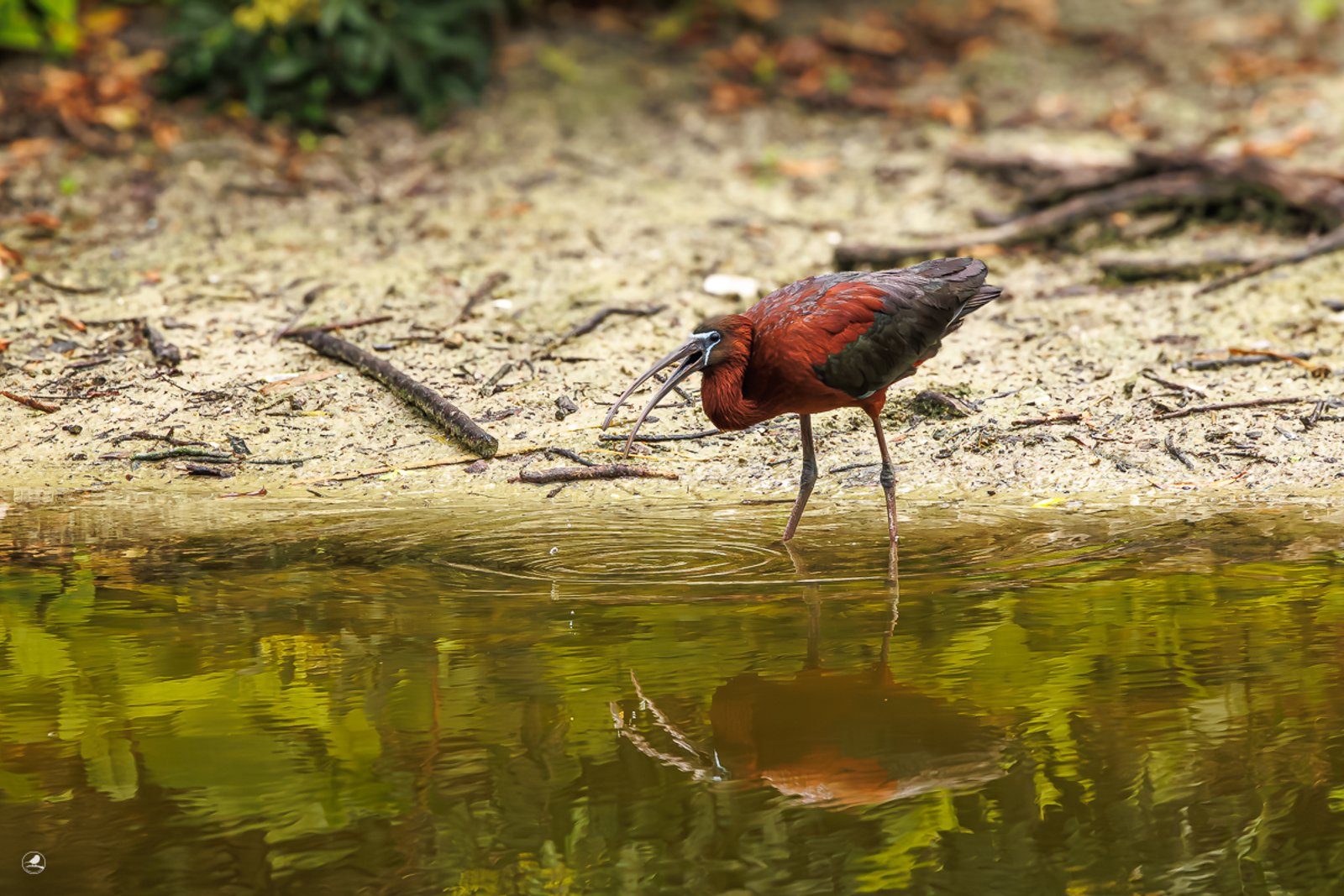 Bronseibris / Glossy Ibris