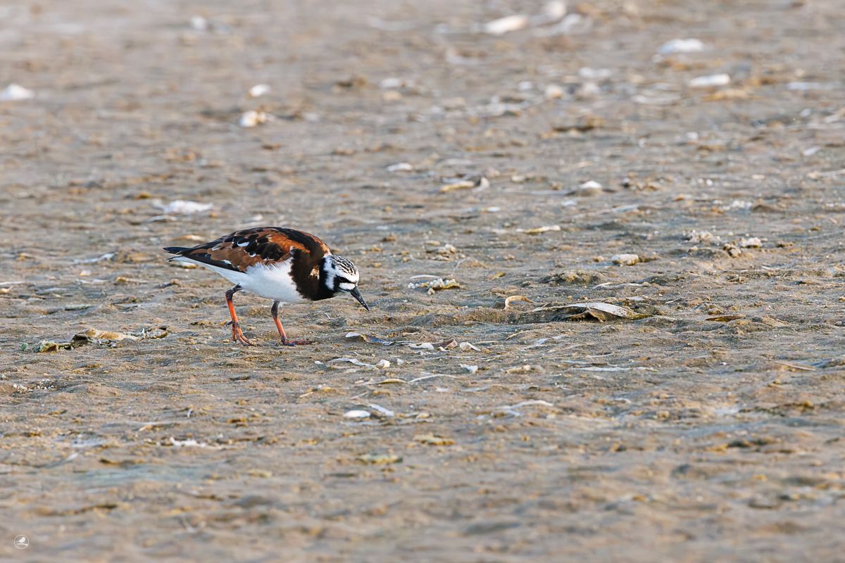Steinvender/ Ruddy Turnstone