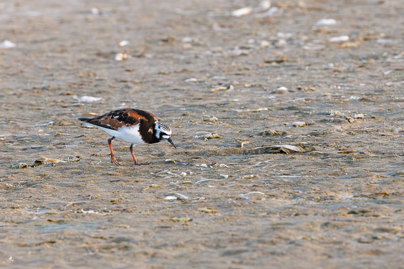 Steinvender/ Ruddy Turnstone