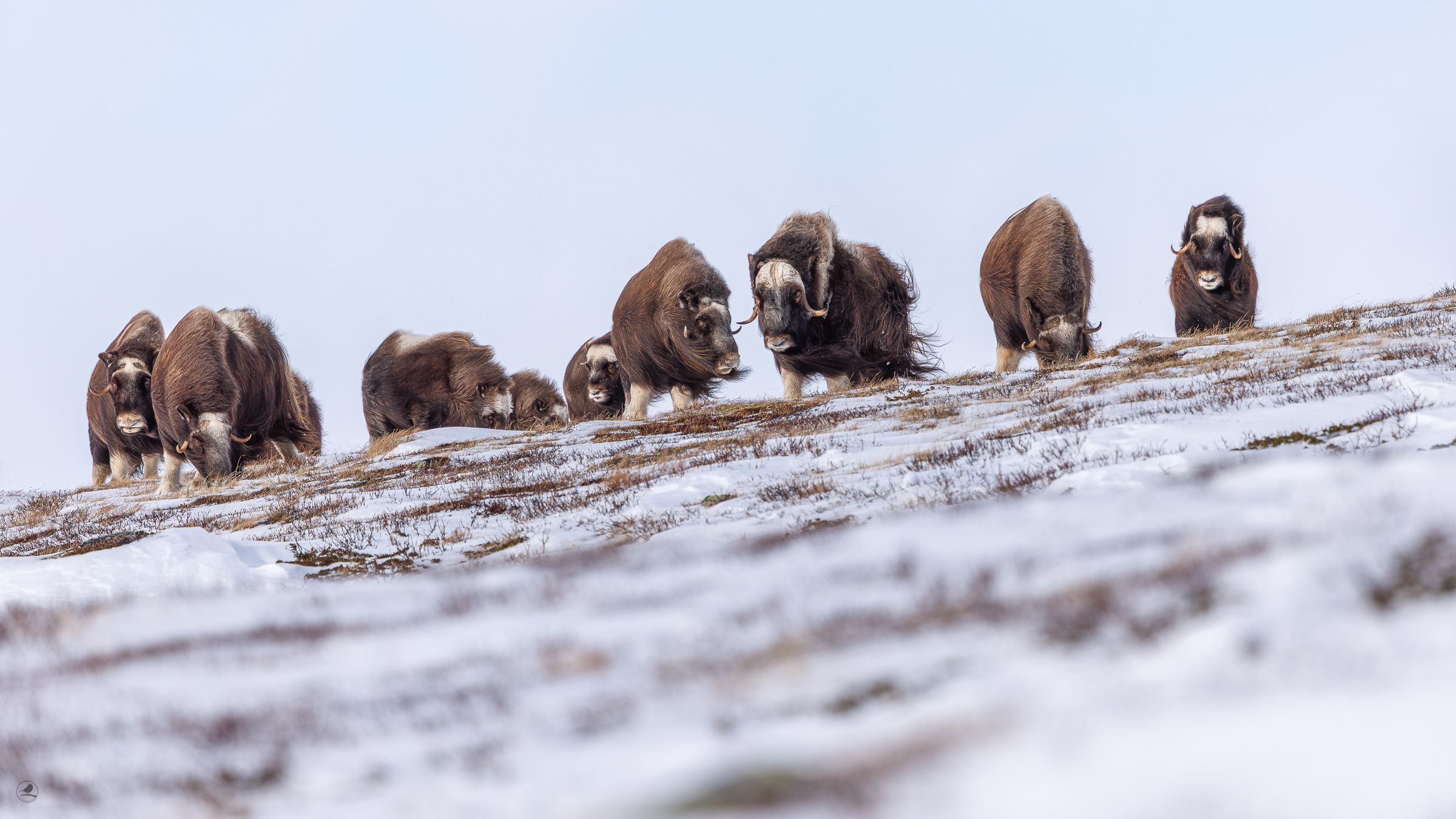 Moskus Dovre