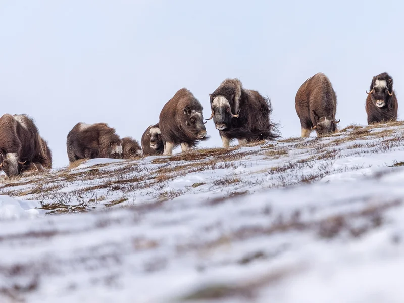 Moskus Dovre
