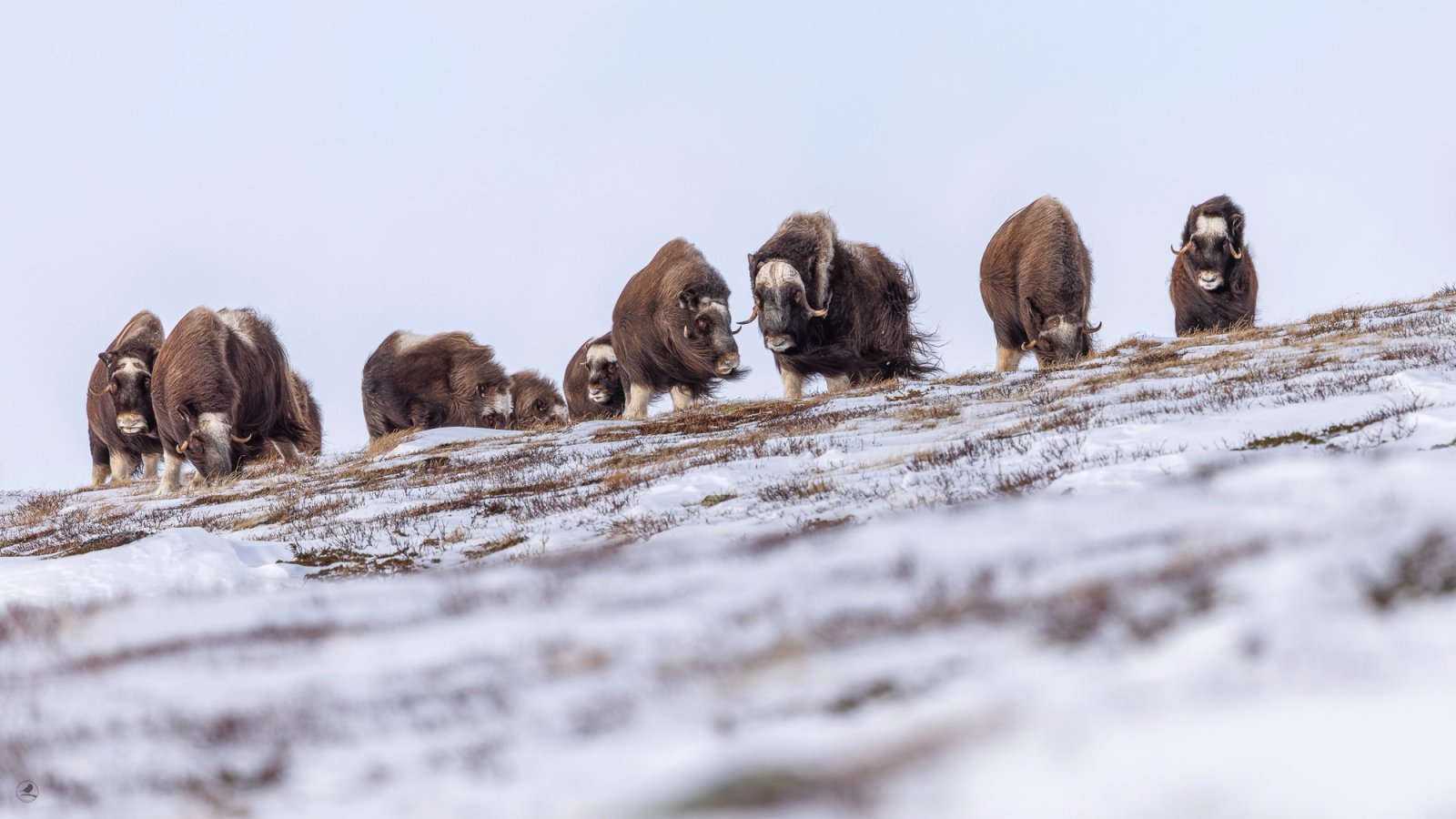 Moskus Dovre