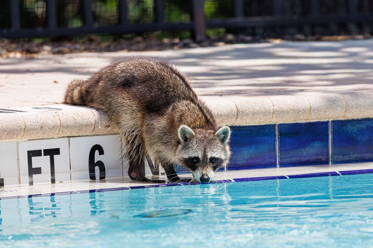 Vaskebjørn/ Raccoon