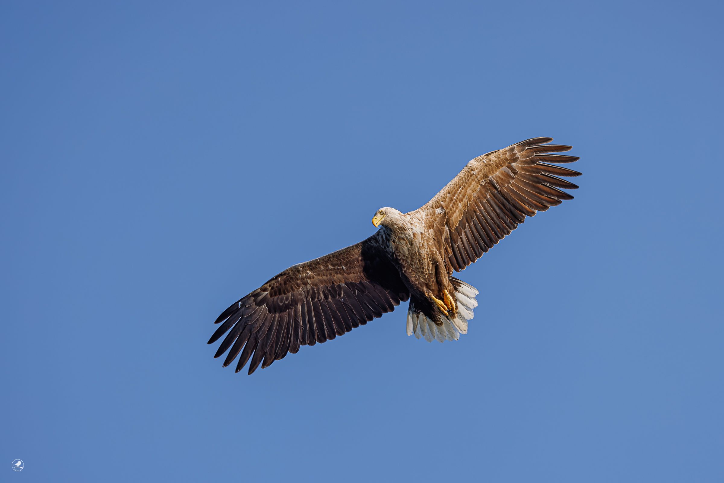 Havørna / White-tailed Eagel