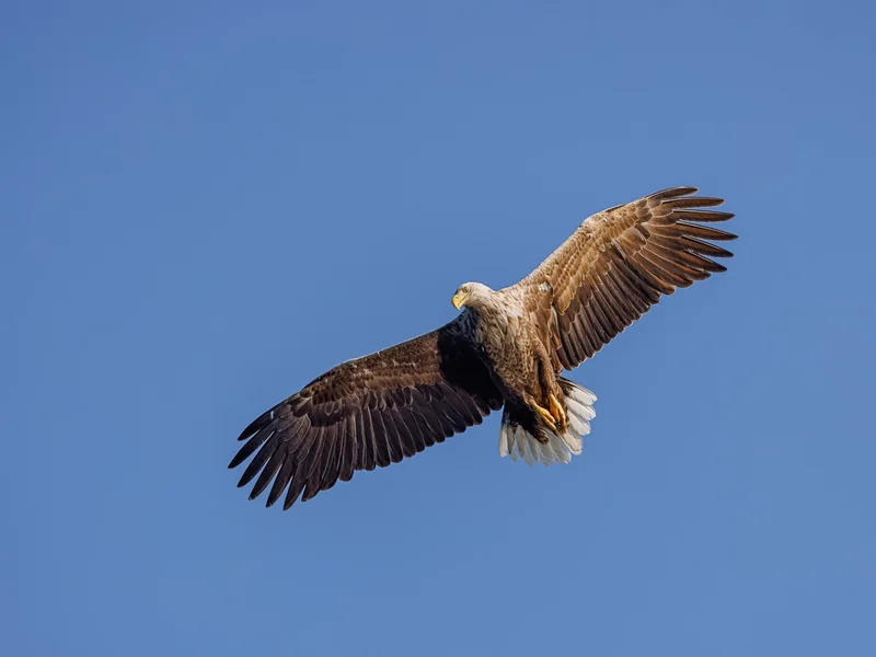Havørna / White-tailed Eagel