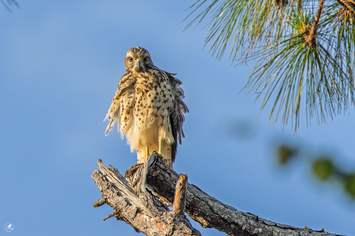 Rødvingevåk/ Red-shouldered Hawk
