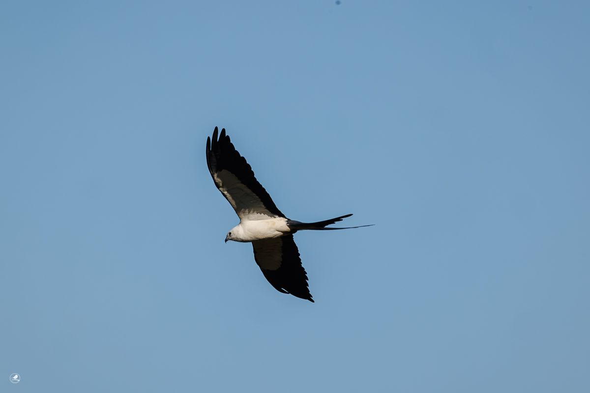 Svaleglente/ Swallow-tailed Kite, Myakka River State Park 