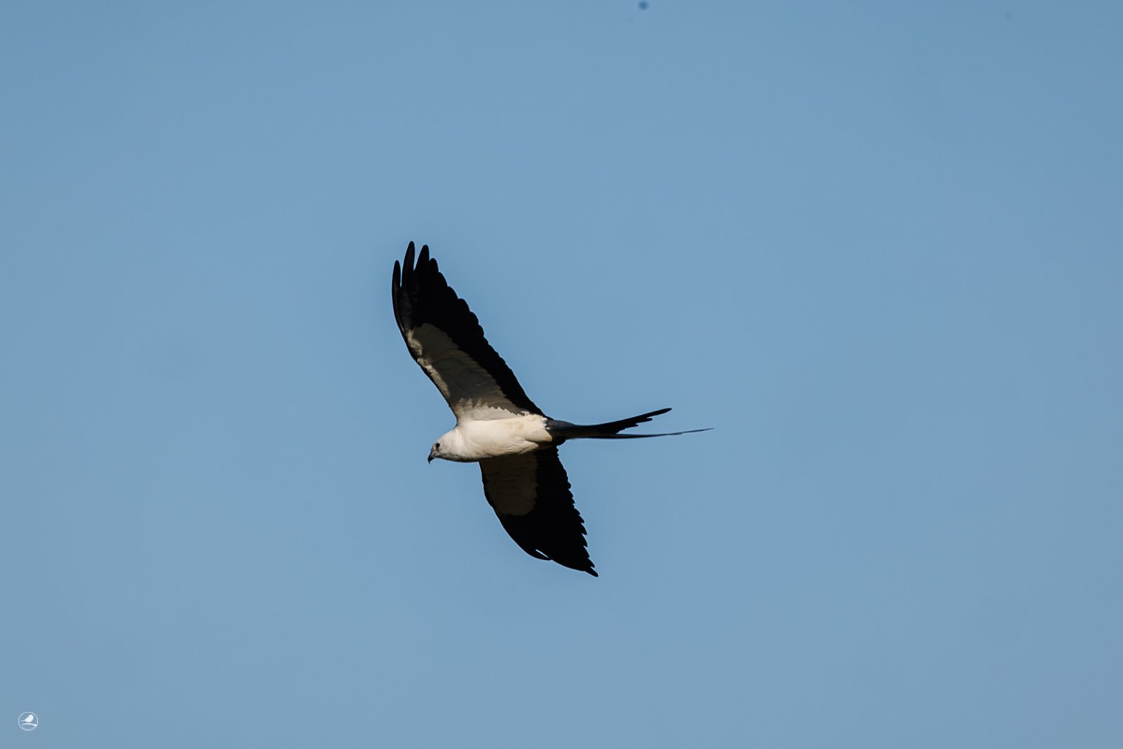 Svaleglente/ Swallow-tailed Kite
