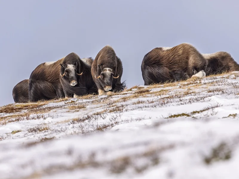 Moskus Dovre