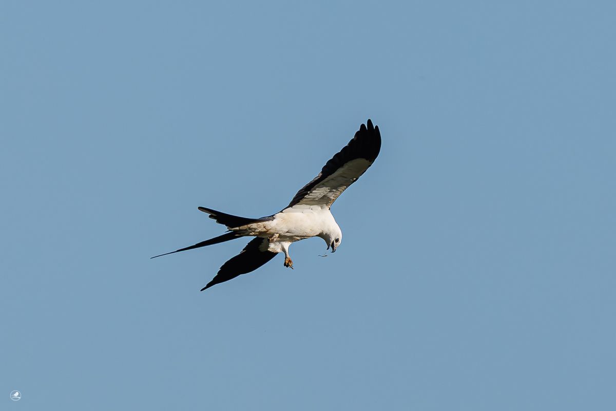 Svaleglente/ Swallow-tailed Kite, Myakka River State Park 