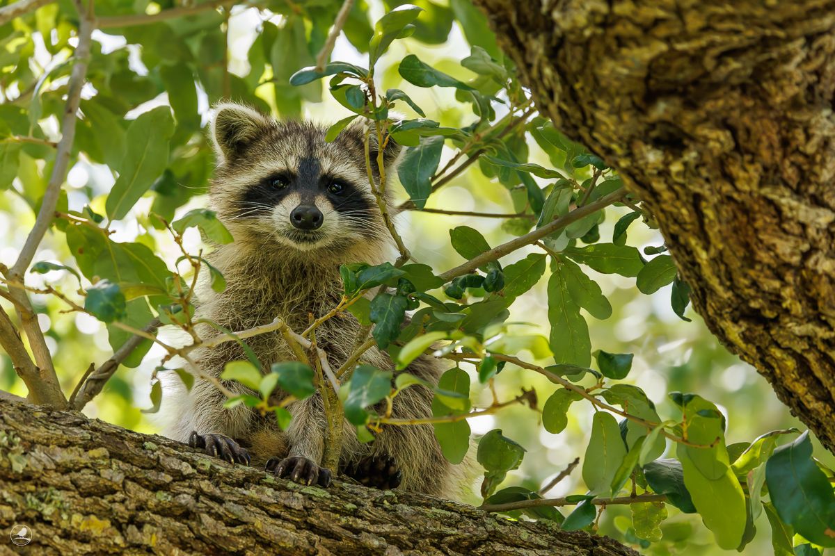 Vaskebjørn/ Raccoon