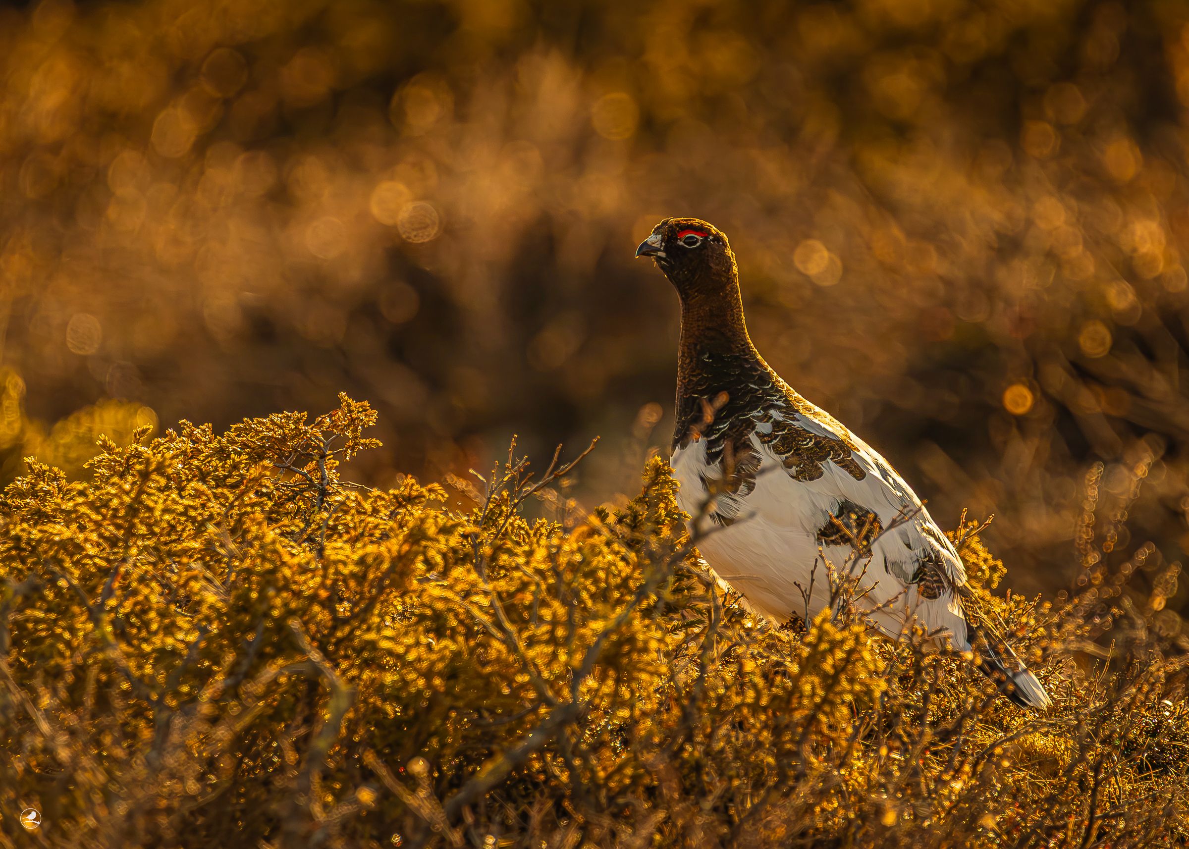 Lirype / Willow Ptarmigan Grouse, Valdres