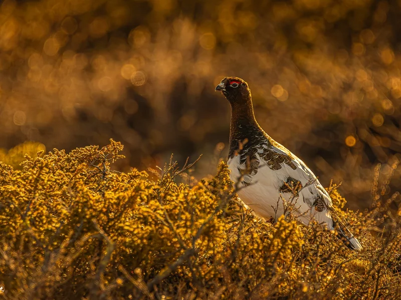 Lirype / Willow Ptarmigan Grouse, Valdres