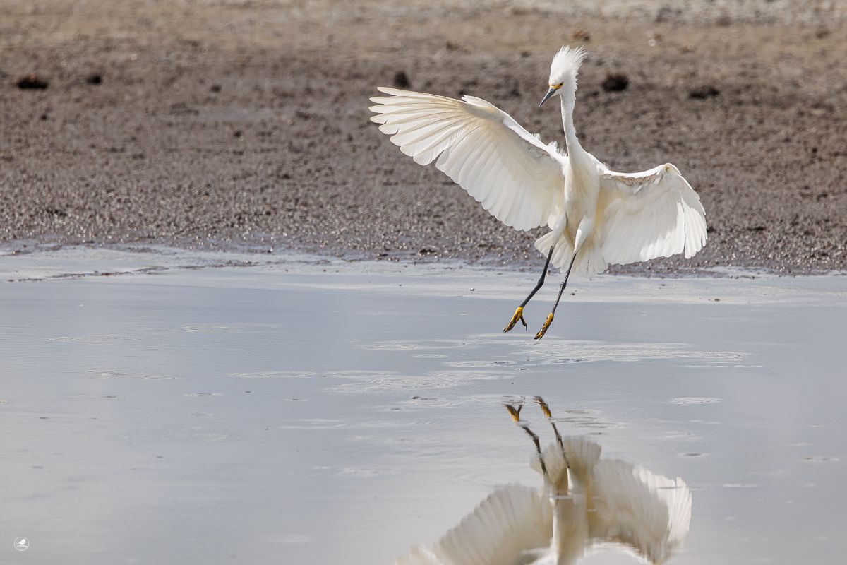 Snøhegre/ Snowy Egret 