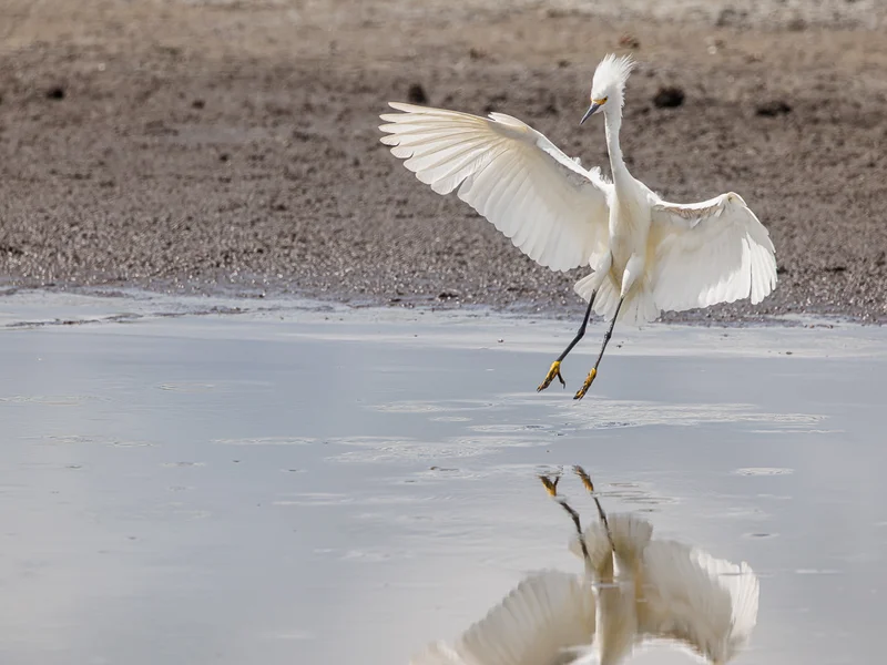 Snøhegre/ Snowy Egret