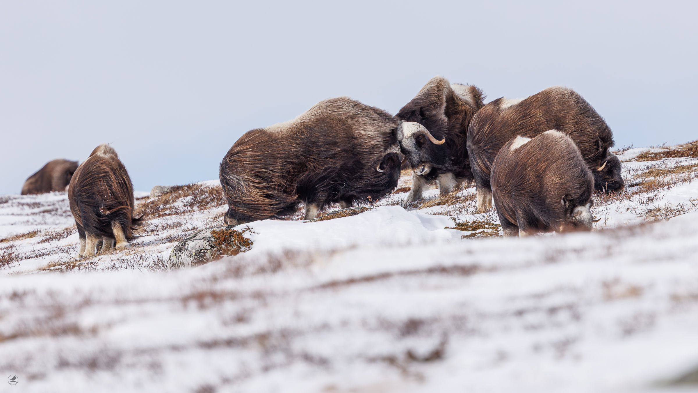Moskus Dovre