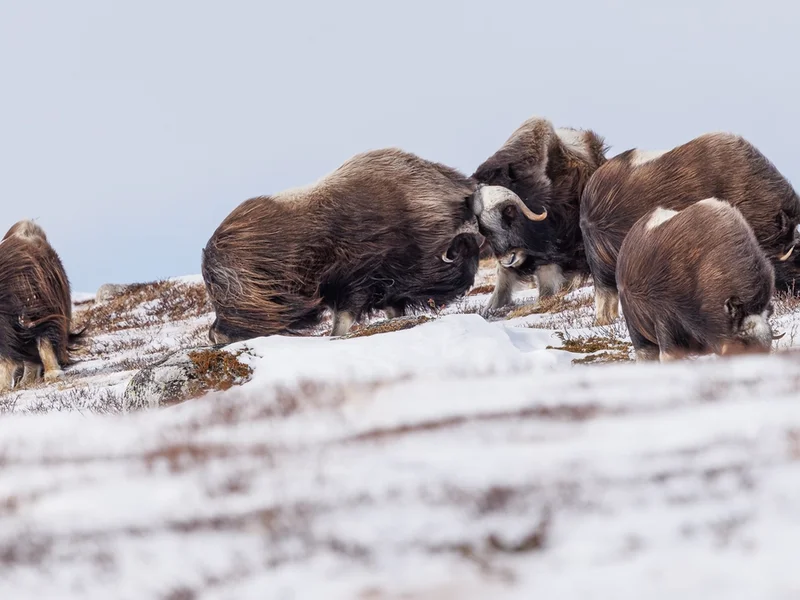 Moskus Dovre