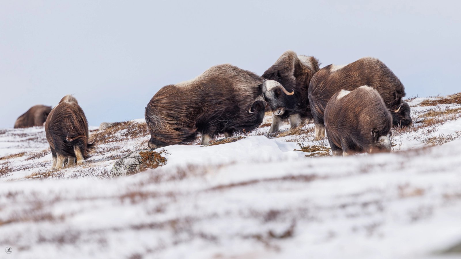 Moskus Dovre