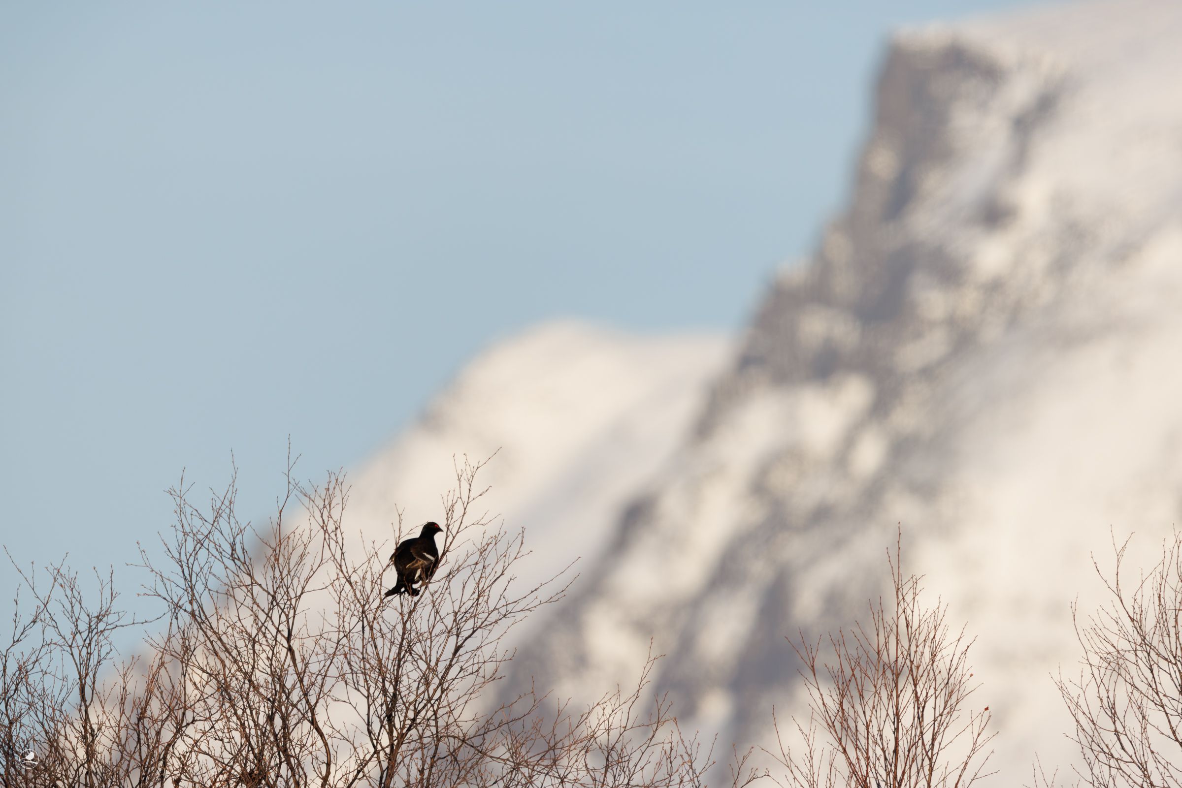 Orrfugl / Black Grouse, Valdres, Vinterbilder