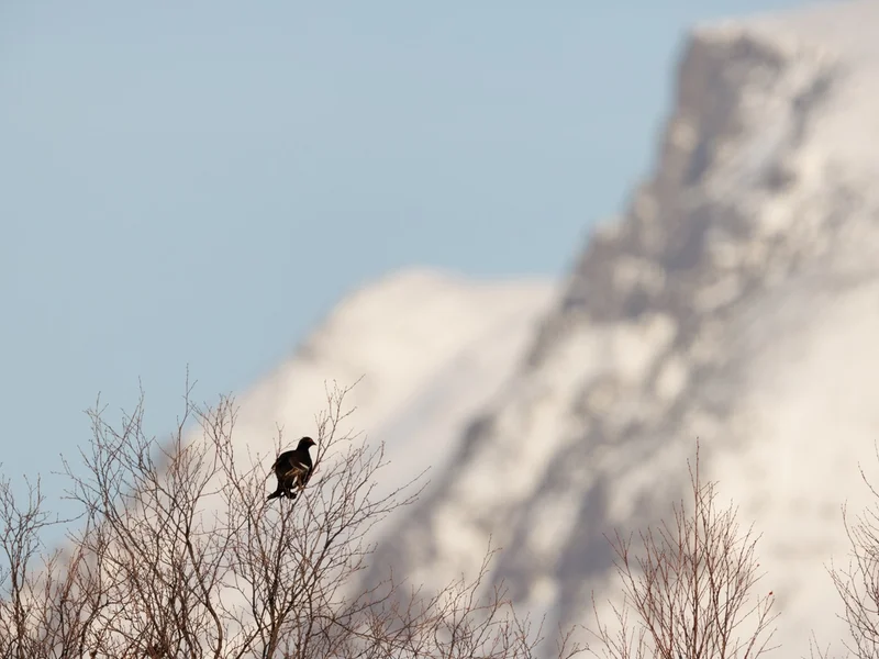 Orrfugl / Black Grouse, Valdres, Vinterbilder