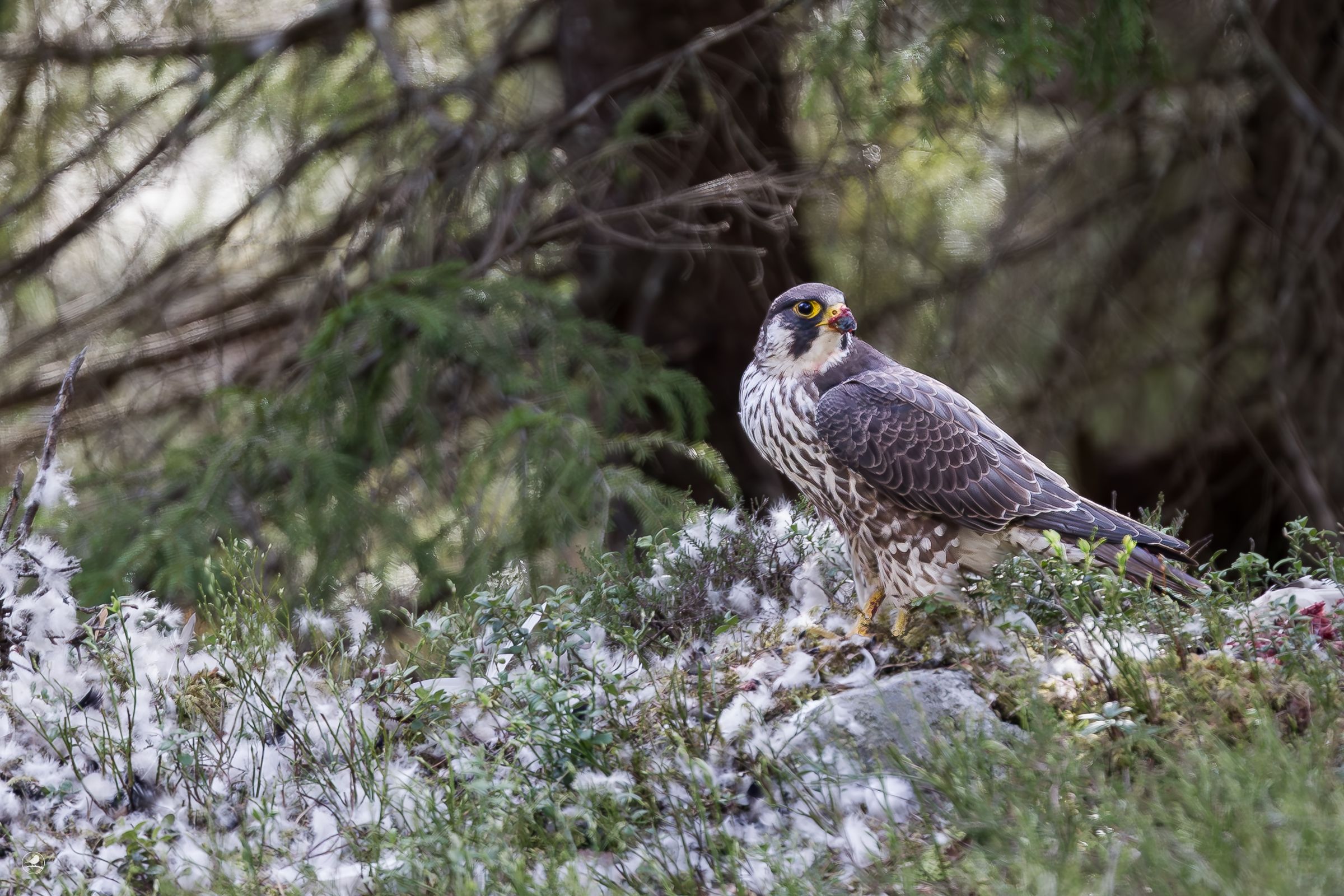 Vandrefalk/ Peregrine Falcon