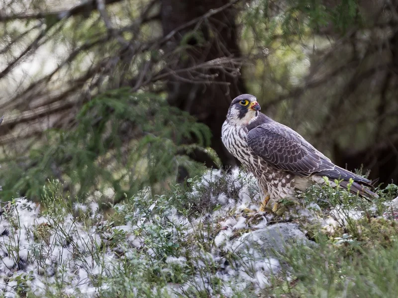Vandrefalk/ Peregrine Falcon
