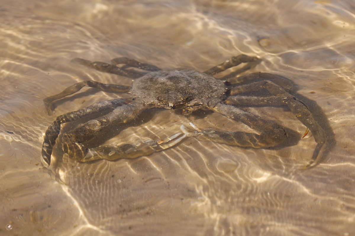 Edderkoppkrabbe/ Spider Crab