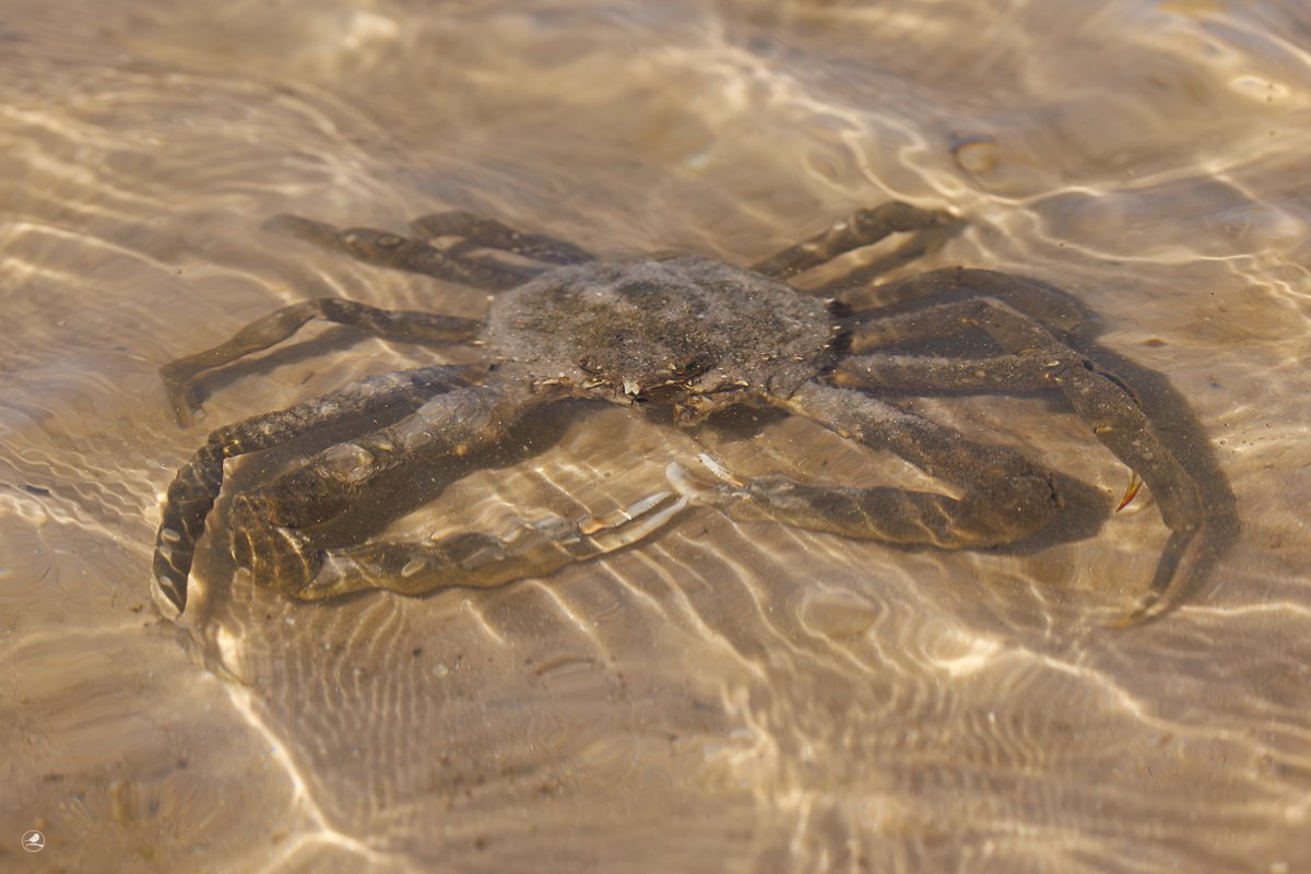 Edderkoppkrabbe/ Spider Crab