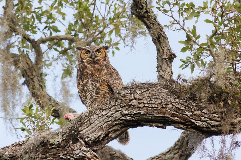 Amerikahubro/ Great horned owl, Philippe Park