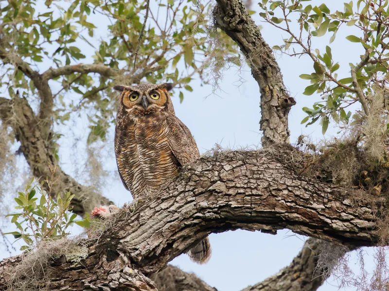 Amerikahubro/ Great horned owl, Philippe Park