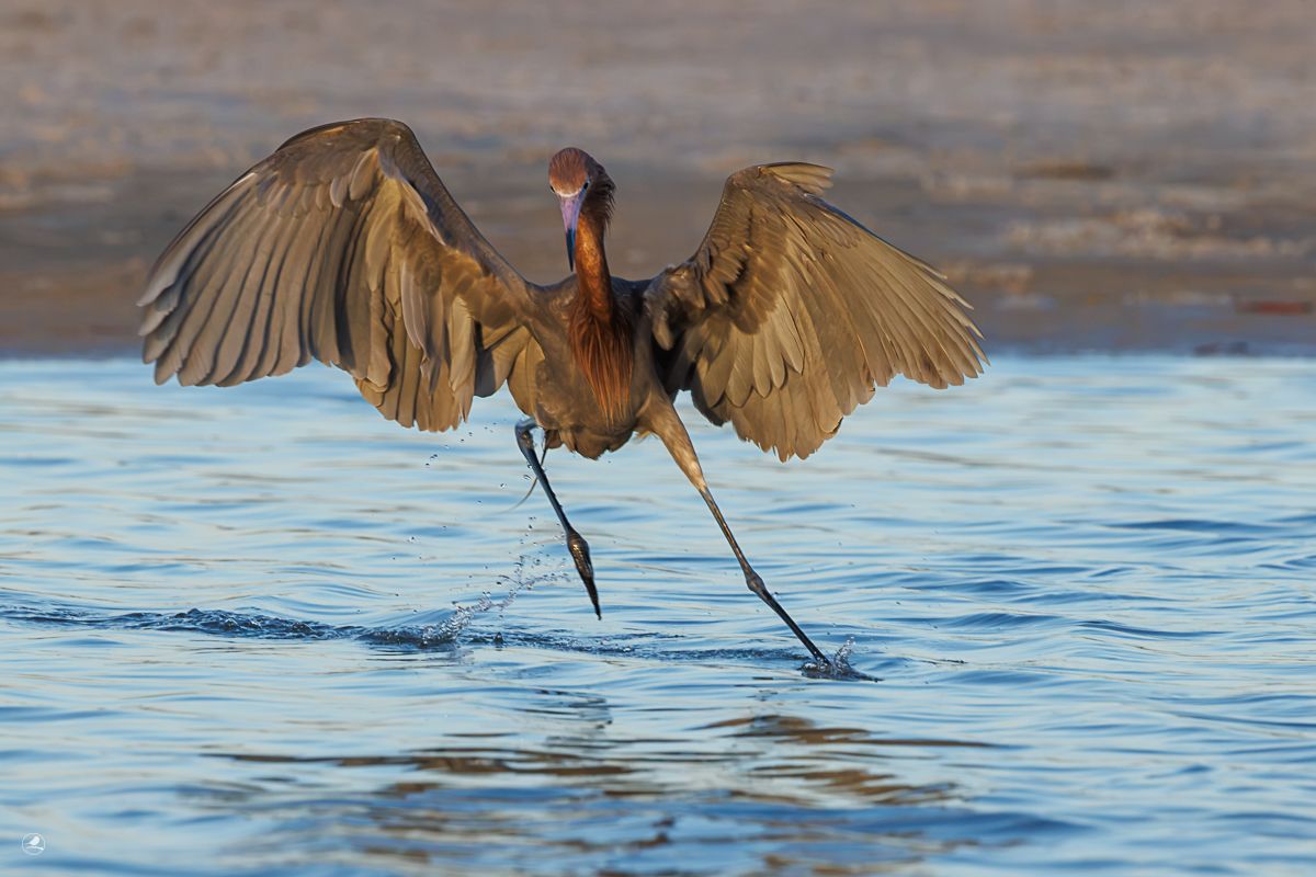 Dansehegre/ Reddish Egret