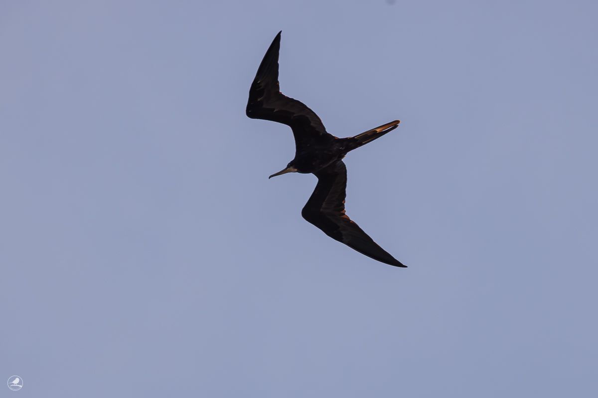 Praktfregattfugl/ Magnificent Frigatebird