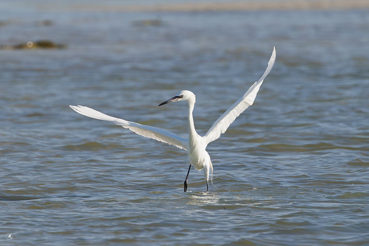 Dansehegre/ Reddish Egret,  ren hvit fargevariant (morf)
