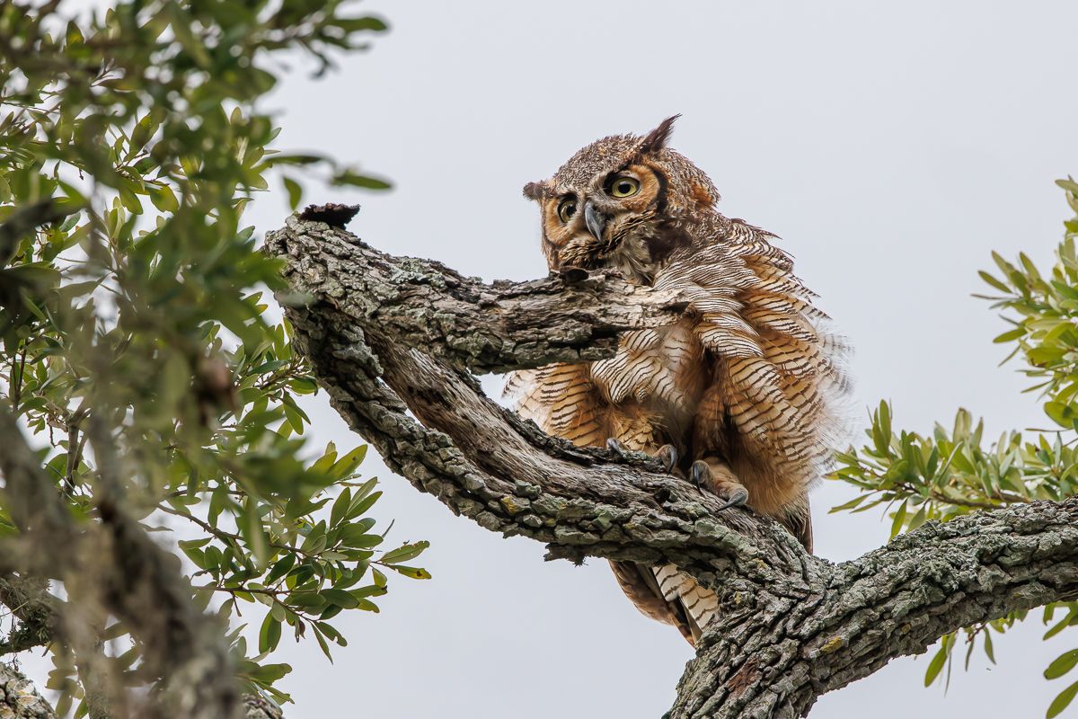 Amerikahubro/ Great horned owl, Philippe Park
