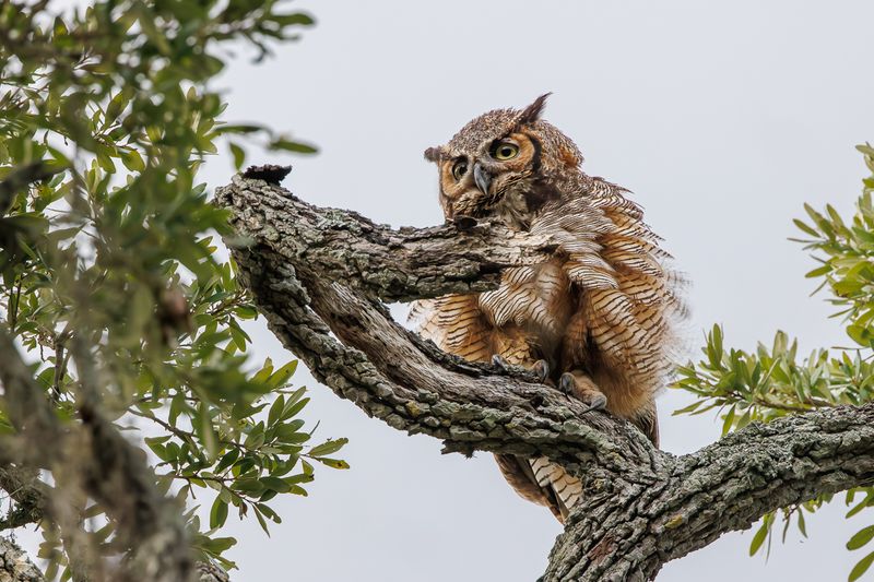 Amerikahubro/ Great horned owl, Philippe Park