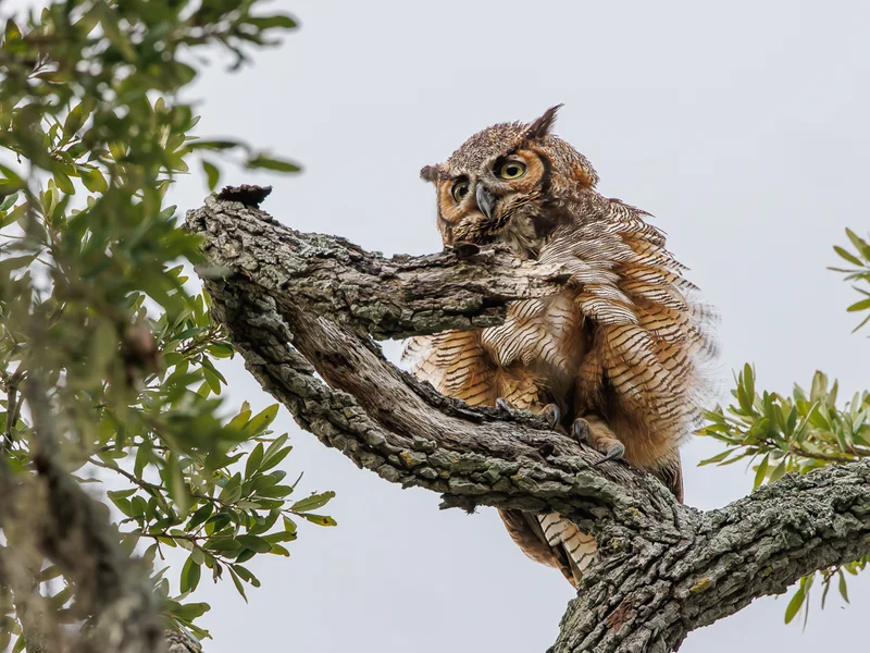 Amerikahubro/ Great horned owl, Philippe Park