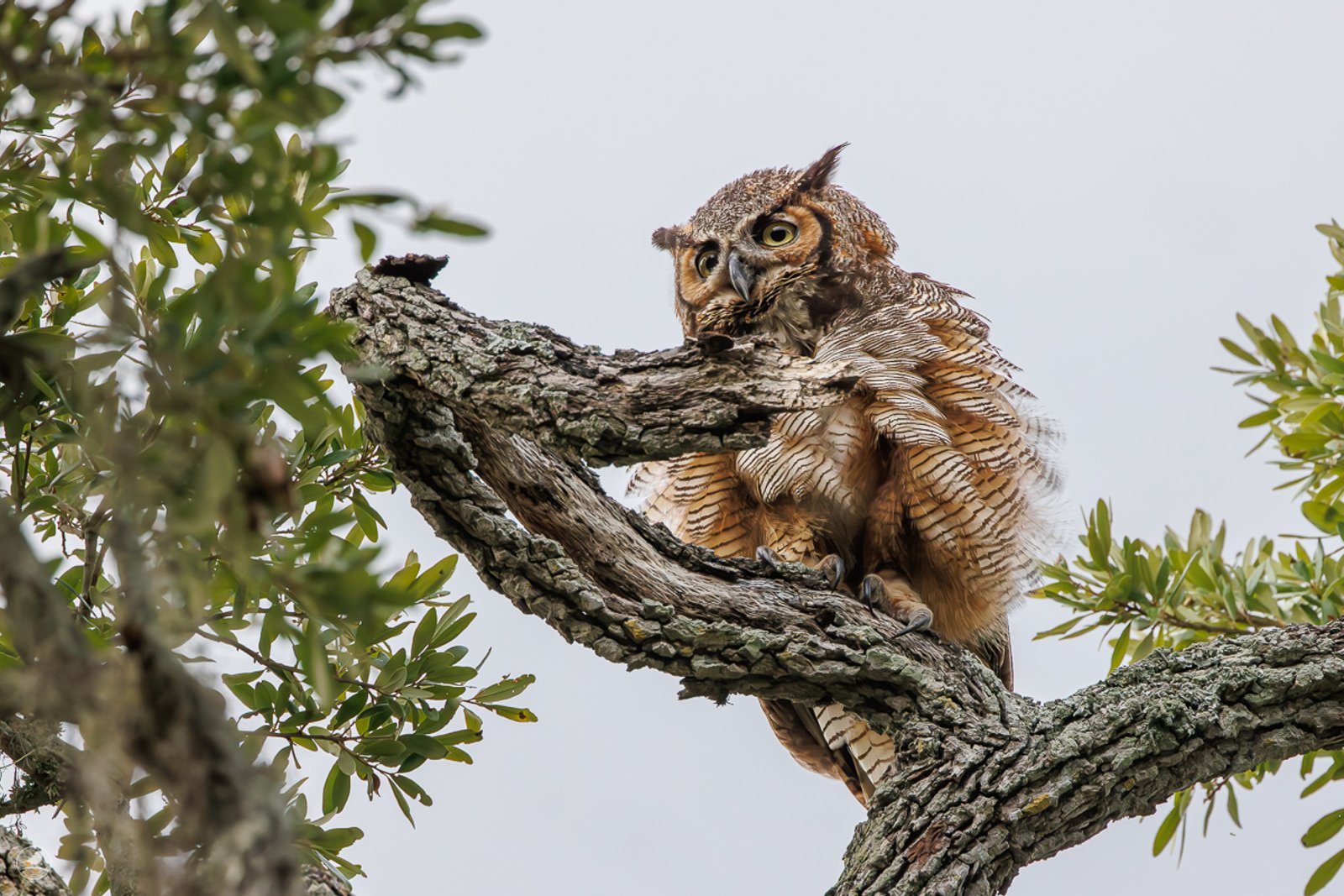 Amerikahubro/ Great horned owl, Philippe Park